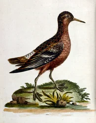 Akvarellillustrasjon fra en bok om sjeldne fugler av G Edwards 1750. George Edwards (1694–1773) var en britisk naturforsker og ornitolog. Han reiste mye gjennom Europa og studerte naturhistorie og spesielt fugler. Han fikk en viss anerkjennelse
