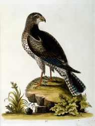Akvarellillustrasjon fra en bok om sjeldne fugler av G Edwards 1750. George Edwards (1694–1773) var en britisk naturforsker og ornitolog. Han reiste mye gjennom Europa og studerte naturhistorie og spesielt fugler. Han fikk en viss anerkjennelse
