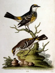 Akvarellillustrasjon fra en bok om sjeldne fugler av G Edwards 1750. George Edwards (1694–1773) var en britisk naturforsker og ornitolog. Han reiste mye gjennom Europa og studerte naturhistorie og spesielt fugler. Han fikk en viss anerkjennelse