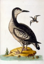 Akvarellillustrasjon fra en bok om sjeldne fugler av G Edwards 1750. George Edwards (1694–1773) var en britisk naturforsker og ornitolog. Han reiste mye gjennom Europa og studerte naturhistorie og spesielt fugler. Han fikk en viss anerkjennelse