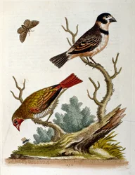 Akvarellillustrasjon fra en bok om sjeldne fugler av G Edwards 1750. George Edwards (1694–1773) var en britisk naturforsker og ornitolog. Han reiste mye gjennom Europa og studerte naturhistorie og spesielt fugler. Han fikk en viss anerkjennelse