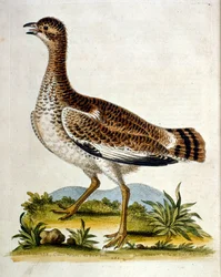 Akvarellillustrasjon fra en bok om sjeldne fugler av G Edwards 1750. George Edwards (1694–1773) var en britisk naturforsker og ornitolog. Han reiste mye gjennom Europa og studerte naturhistorie og spesielt fugler. Han fikk en viss anerkjennelse