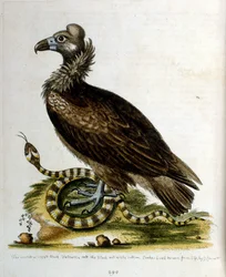 Akvarellillustrasjon fra en bok om sjeldne fugler av G Edwards 1750. George Edwards (1694–1773) var en britisk naturforsker og ornitolog. Han reiste mye gjennom Europa og studerte naturhistorie og spesielt fugler. Han fikk en viss anerkjennelse