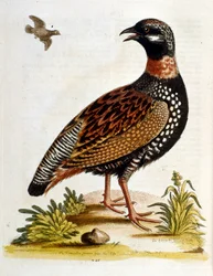 Akvarellillustrasjon fra en bok om sjeldne fugler av G Edwards 1750. George Edwards (1694–1773) var en britisk naturforsker og ornitolog. Han reiste mye gjennom Europa og studerte naturhistorie og spesielt fugler. Han fikk en viss anerkjennelse