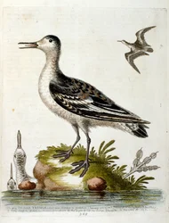 Akvarellillustrasjon fra en bok om sjeldne fugler av G Edwards 1750. George Edwards (1694–1773) var en britisk naturforsker og ornitolog. Han reiste mye gjennom Europa og studerte naturhistorie og spesielt fugler. Han fikk en viss anerkjennelse