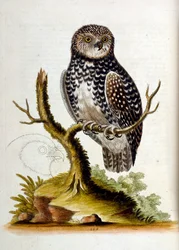 Akvarellillustrasjon fra en bok om sjeldne fugler av G Edwards 1750. George Edwards (1694–1773) var en britisk naturforsker og ornitolog. Han reiste mye gjennom Europa og studerte naturhistorie og spesielt fugler. Han fikk en viss anerkjennelse