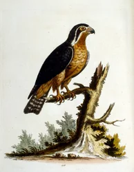 Akvarellillustrasjon fra en bok om sjeldne fugler av G Edwards 1750. George Edwards (1694–1773) var en britisk naturforsker og ornitolog. Han reiste mye gjennom Europa og studerte naturhistorie og spesielt fugler. Han fikk en viss anerkjennelse