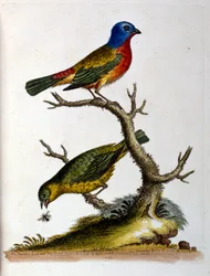 Akvarellillustrasjon fra en bok om sjeldne fugler av G Edwards 1750. George Edwards (1694–1773) var en britisk naturforsker og ornitolog. Han reiste mye gjennom Europa og studerte naturhistorie og spesielt fugler. Han fikk en viss anerkjennelse