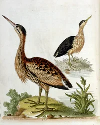 Akvarellillustrasjon fra en bok om sjeldne fugler av G Edwards 1750. George Edwards (1694–1773) var en britisk naturforsker og ornitolog. Han reiste mye gjennom Europa og studerte naturhistorie og spesielt fugler. Han fikk en viss anerkjennelse