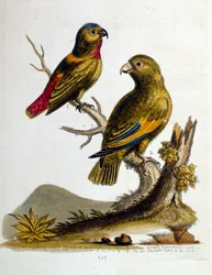 Akvarellillustrasjon fra en bok om sjeldne fugler av G Edwards 1750. George Edwards (1694–1773) var en britisk naturforsker og ornitolog. Han reiste mye gjennom Europa og studerte naturhistorie og spesielt fugler. Han fikk en viss anerkjennelse