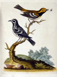 Akvarellillustrasjon fra en bok om sjeldne fugler av G Edwards 1750. George Edwards (1694–1773) var en britisk naturforsker og ornitolog. Han reiste mye gjennom Europa og studerte naturhistorie og spesielt fugler. Han fikk en viss anerkjennelse