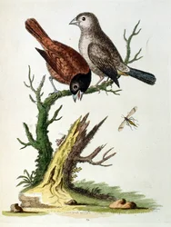 Akvarellillustrasjon fra en bok om sjeldne fugler av G Edwards 1750. George Edwards (1694–1773) var en britisk naturforsker og ornitolog. Han reiste mye gjennom Europa og studerte naturhistorie og spesielt fugler. Han fikk en viss anerkjennelse