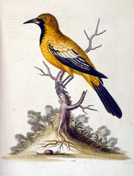 Akvarellillustrasjon fra en bok om sjeldne fugler av G Edwards 1750. George Edwards (1694–1773) var en britisk naturforsker og ornitolog. Han reiste mye gjennom Europa og studerte naturhistorie og spesielt fugler. Han fikk en viss anerkjennelse