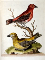 Akvarellillustrasjon fra en bok om sjeldne fugler av G Edwards 1750. George Edwards (1694–1773) var en britisk naturforsker og ornitolog. Han reiste mye gjennom Europa og studerte naturhistorie og spesielt fugler. Han fikk en viss anerkjennelse