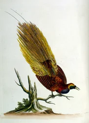 Akvarellillustrasjon fra en bok om sjeldne fugler av G Edwards 1750. George Edwards (1694–1773) var en britisk naturforsker og ornitolog. Han reiste mye gjennom Europa og studerte naturhistorie og spesielt fugler. Han fikk en viss anerkjennelse