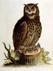 Akvarellillustrasjon fra en bok om sjeldne fugler av G Edwards 1750. George Edwards (1694–1773) var en britisk naturforsker og ornitolog. Han reiste mye gjennom Europa og studerte naturhistorie og spesielt fugler. Han fikk en viss anerkjennelse