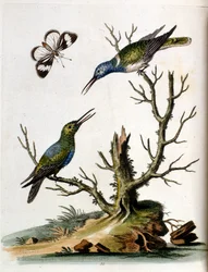 Akvarellillustrasjon fra en bok om sjeldne fugler av G Edwards 1750. George Edwards (1694–1773) var en britisk naturforsker og ornitolog. Han reiste mye gjennom Europa og studerte naturhistorie og spesielt fugler. Han fikk en viss anerkjennelse