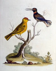 Akvarellillustrasjon fra en bok om sjeldne fugler av G Edwards 1750. George Edwards (1694–1773) var en britisk naturforsker og ornitolog. Han reiste mye gjennom Europa og studerte naturhistorie og spesielt fugler. Han fikk en viss anerkjennelse