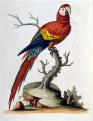 Akvarellillustrasjon fra en bok om sjeldne fugler av G Edwards 1750. George Edwards (1694–1773) var en britisk naturforsker og ornitolog. Han reiste mye gjennom Europa og studerte naturhistorie og spesielt fugler. Han fikk en viss anerkjennelse