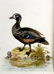 Akvarellillustrasjon fra en bok om sjeldne fugler av G Edwards 1750. George Edwards (1694–1773) var en britisk naturforsker og ornitolog. Han reiste mye gjennom Europa og studerte naturhistorie og spesielt fugler. Han fikk en viss anerkjennelse