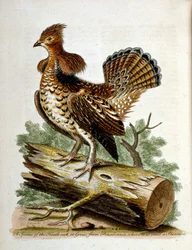 Akvarellillustrasjon fra en bok om sjeldne fugler av G Edwards 1750. George Edwards (1694–1773) var en britisk naturforsker og ornitolog. Han reiste mye gjennom Europa og studerte naturhistorie og spesielt fugler. Han fikk en viss anerkjennelse