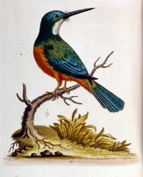 Akvarellillustrasjon fra en bok om sjeldne fugler av G Edwards 1750. George Edwards (1694–1773) var en britisk naturforsker og ornitolog. Han reiste mye gjennom Europa og studerte naturhistorie og spesielt fugler. Han fikk en viss anerkjennelse