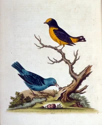 Akvarellillustrasjon fra en bok om sjeldne fugler av G Edwards 1750. George Edwards (1694–1773) var en britisk naturforsker og ornitolog. Han reiste mye gjennom Europa og studerte naturhistorie og spesielt fugler. Han fikk en viss anerkjennelse