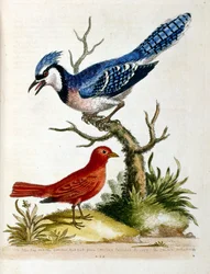 Akvarellillustrasjon fra en bok om sjeldne fugler av G Edwards 1750. George Edwards (1694–1773) var en britisk naturforsker og ornitolog. Han reiste mye gjennom Europa og studerte naturhistorie og spesielt fugler. Han fikk en viss anerkjennelse