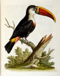 Akvarellillustrasjon fra en bok om sjeldne fugler av G Edwards 1750. George Edwards (1694–1773) var en britisk naturforsker og ornitolog. Han reiste mye gjennom Europa og studerte naturhistorie og spesielt fugler. Han fikk en viss anerkjennelse