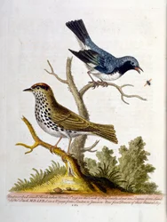 Akvarellillustrasjon fra en bok om sjeldne fugler av G Edwards 1750. George Edwards (1694–1773) var en britisk naturforsker og ornitolog. Han reiste mye gjennom Europa og studerte naturhistorie og spesielt fugler. Han fikk en viss anerkjennelse