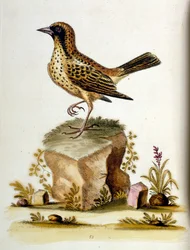 Akvarellillustrasjon fra en bok om sjeldne fugler av G Edwards 1750. George Edwards (1694–1773) var en britisk naturforsker og ornitolog. Han reiste mye gjennom Europa og studerte naturhistorie og spesielt fugler. Han fikk en viss anerkjennelse