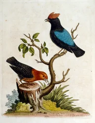 Akvarellillustrasjon fra en bok om sjeldne fugler av G Edwards 1750. George Edwards (1694–1773) var en britisk naturforsker og ornitolog. Han reiste mye gjennom Europa og studerte naturhistorie og spesielt fugler. Han fikk en viss anerkjennelse