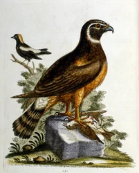 Akvarellillustrasjon fra en bok om sjeldne fugler av G Edwards 1750. George Edwards (1694–1773) var en britisk naturforsker og ornitolog. Han reiste mye gjennom Europa og studerte naturhistorie og spesielt fugler. Han fikk en viss anerkjennelse