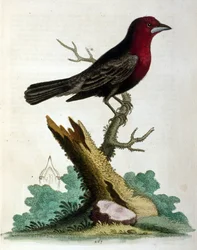 Akvarellillustrasjon fra en bok om sjeldne fugler av G Edwards 1750. George Edwards (1694–1773) var en britisk naturforsker og ornitolog. Han reiste mye gjennom Europa og studerte naturhistorie og spesielt fugler. Han fikk en viss anerkjennelse