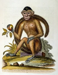 Akvarellillustrasjon fra en bok om sjeldne fugler av G Edwards 1750. George Edwards (1694–1773) var en britisk naturforsker og ornitolog. Han reiste mye gjennom Europa og studerte naturhistorie og spesielt fugler. Han fikk en viss anerkjennelse