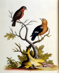 Akvarellillustrasjon fra en bok om sjeldne fugler av G Edwards 1750. George Edwards (1694–1773) var en britisk naturforsker og ornitolog. Han reiste mye gjennom Europa og studerte naturhistorie og spesielt fugler. Han fikk en viss anerkjennelse