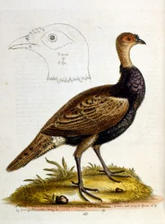 Akvarellillustrasjon fra en bok om sjeldne fugler av G Edwards 1750. George Edwards (1694–1773) var en britisk naturforsker og ornitolog. Han reiste mye gjennom Europa og studerte naturhistorie og spesielt fugler. Han fikk en viss anerkjennelse