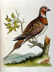 Akvarellillustrasjon fra en bok om sjeldne fugler av G Edwards 1750. George Edwards (1694–1773) var en britisk naturforsker og ornitolog. Han reiste mye gjennom Europa og studerte naturhistorie og spesielt fugler. Han fikk en viss anerkjennelse