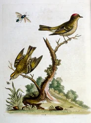 Akvarellillustrasjon fra en bok om sjeldne fugler av G Edwards 1750. George Edwards (1694–1773) var en britisk naturforsker og ornitolog. Han reiste mye gjennom Europa og studerte naturhistorie og spesielt fugler. Han fikk en viss anerkjennelse