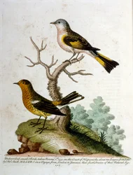 Akvarellillustrasjon fra en bok om sjeldne fugler av G Edwards 1750. George Edwards (1694–1773) var en britisk naturforsker og ornitolog. Han reiste mye gjennom Europa og studerte naturhistorie og spesielt fugler. Han fikk en viss anerkjennelse