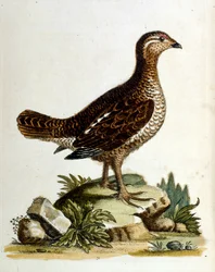 Akvarellillustrasjon fra en bok om sjeldne fugler av G Edwards 1750. George Edwards (1694–1773) var en britisk naturforsker og ornitolog. Han reiste mye gjennom Europa og studerte naturhistorie og spesielt fugler. Han fikk en viss anerkjennelse