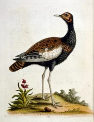 Akvarellillustrasjon fra en bok om sjeldne fugler av G Edwards 1750. George Edwards (1694–1773) var en britisk naturforsker og ornitolog. Han reiste mye gjennom Europa og studerte naturhistorie og spesielt fugler. Han fikk en viss anerkjennelse