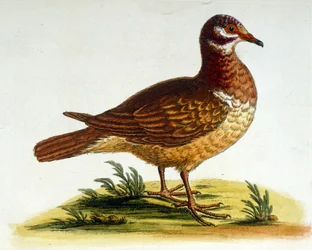 Akvarellillustrasjon fra en bok om sjeldne fugler av G Edwards 1750. George Edwards (1694–1773) var en britisk naturforsker og ornitolog. Han reiste mye gjennom Europa og studerte naturhistorie og spesielt fugler. Han fikk en viss anerkjennelse