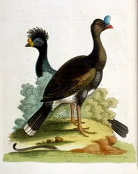 Akvarellillustrasjon fra en bok om sjeldne fugler av G Edwards 1750. George Edwards (1694–1773) var en britisk naturforsker og ornitolog. Han reiste mye gjennom Europa og studerte naturhistorie og spesielt fugler. Han fikk en viss anerkjennelse