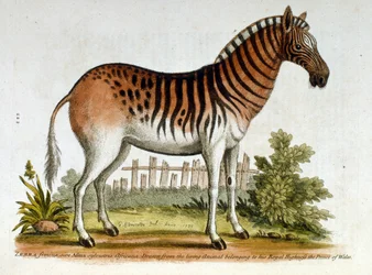 Akvarellillustrasjon av sebra, fra en bok om sjeldne fugler av G Edwards 1750. George Edwards (1694–1773) var en britisk naturforsker og ornitolog. Han reiste mye gjennom Europa og studerte naturhistorie og spesielt fugler. Han tilegnet seg noe