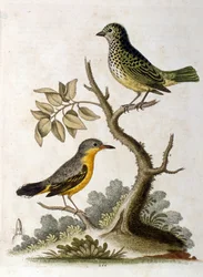 Akvarellillustrasjon av et tretået dovendyr av G Edwards 1758. George Edwards (1694–1773) var en britisk naturforsker og ornitolog. Han reiste mye gjennom Europa og studerte naturhistorie og spesielt fugler. Han fikk en viss anerkjennelse.