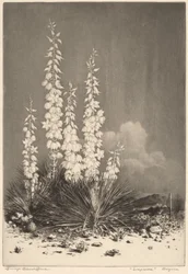 Soapweed, Arizona (nr. 2)