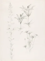 Uten tittel (Lilje, tusenfryd, hibiskus)