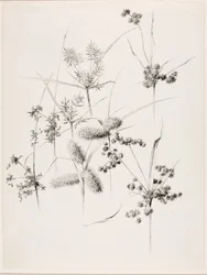 Uten tittel (starrgress)