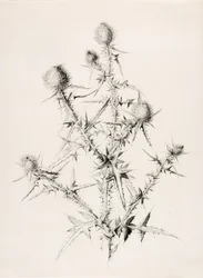 Uten tittel (Tistel)